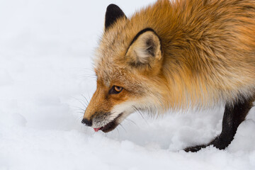 Red Fox (Vulpes vulpes) Licks at Snow Close Up Winter