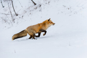 Red Fox (Vulpes vulpes) Bounds Right Up Snowy Embankment Winter