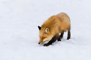 Red Fox (Vulpes vulpes) Stalks Forward Nose Down Ears to Sides Winter
