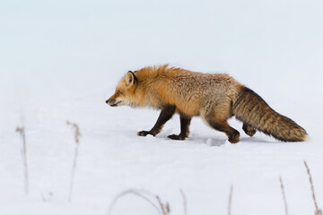 Red Fox (Vulpes vulpes) Looks Intently Left One Back Paw Lifted Winter