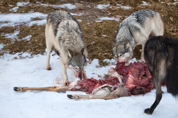 Grey Wolf Pack (Canis lupus) Feed at White-Tail Deer Carcass Winter