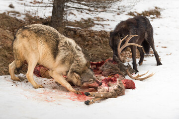 Grey and Black Phase Wolves (Canis lupus) Eating at White-Tail Deer Carcass Winter