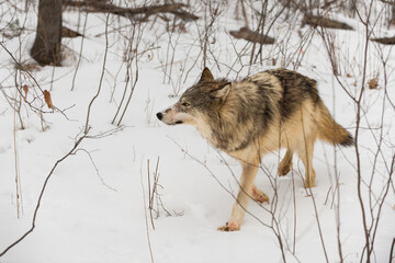 Grey Wolf (Canis lupus) Threads Its Way Through Brush Winter