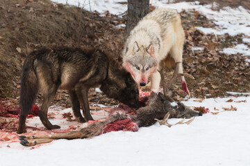 Black Phase and Grey Wolves (Canis lupus) Eat and Look Up From White-Tail Deer Carcass Winter