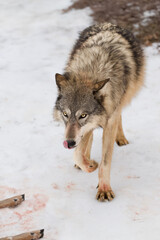 Grey Wolf (Canis lupus) Walks Up on Deer Carcass Licking Chops Winter