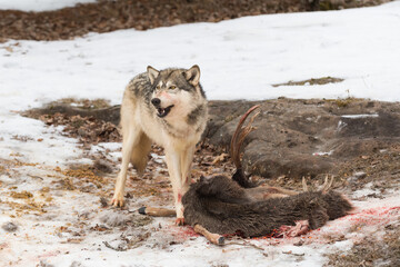 Grey Wolf (Canis lupus) Stands at Remains of Deer Carcass Mouth Open Winter