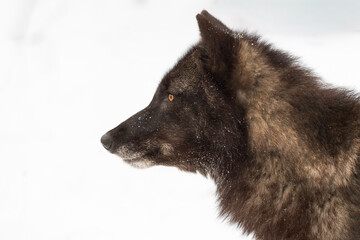 Black Phase Grey Wolf (Canis lupus) Profile to the Left Winter
