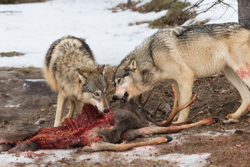 Two Grey Wolves (Canis lupus) Tear at White-Tail Deer Carcass Winter