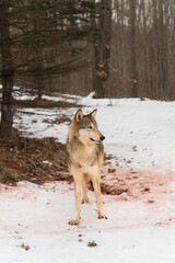 Grey Wolf (Canis lupus) Stands Near Blood Soaked Snow Looking Right Winter