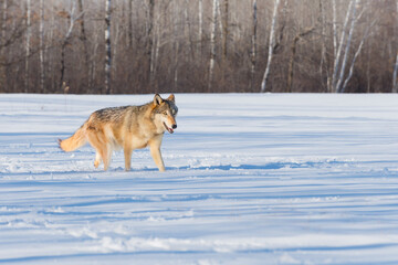 Grey Wolf (Canis lupus) Trots to Right in Winter Field Forest Beyond