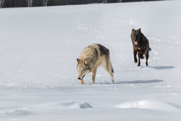 Grey and Black Phase Wolves (Canis lupus) Run Forward and Left in Winter Field