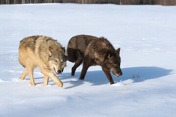 Grey and Black Phase Wolves (Canis lupus) Walk Right Across Winter Field