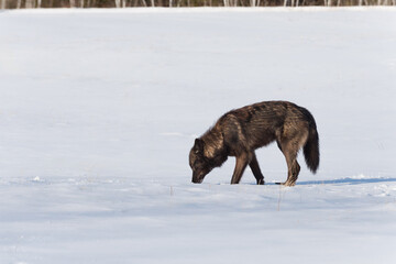 Black Phase Grey Wolf (Canis lupus) Sticks Nose Into Snow to Sniff Winter