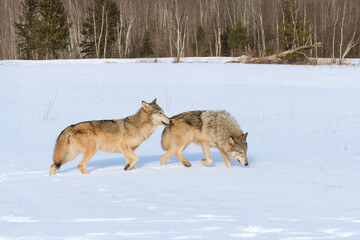 Pair of Grey Wolves (Canis lupus) Walk in Line to Right in Winter Field