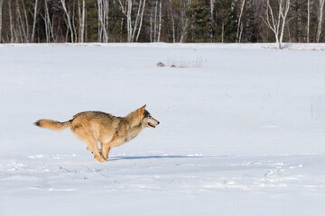 Grey Wolf (Canis lupus) Runs Legs Together to Right in Winter Field Forest Beyond