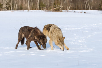Grey and Black Phase Wolves (Canis lupus) Step Right in Winter Field Noses to Snow