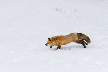 Red Fox (Vulpes vulpes) Runs Left Ears Forward One Front Paw Up Winter