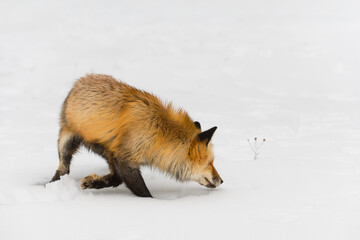 Red Fox (Vulpes vulpes) Turns to Right Winter