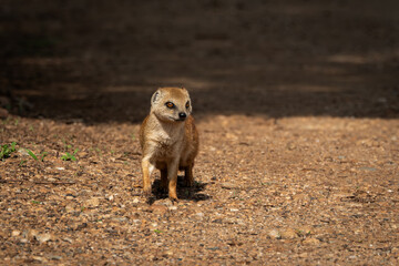 Yellow mongoose captured in a moment of stillness on a sunlit gravel path, with vivid amber eyes and a watchful expression. This image highlights the animal's alert posture and natural behavior, ideal