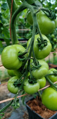 Cluster of unripe green tomatoes on vine in greenhouse close up