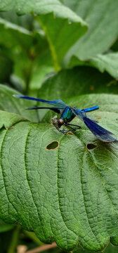 Blue dragonfly on green leaf with oval holes in soft daylight