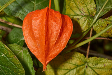 Close-up of an orange physalis lantern against fading foliage. Detailed macro of a ripe physalis lantern with visible texture and soft side lighting. Natural botanical photography.