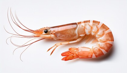 A Single Uncooked Shrimp With Visible Legs And Antennae Isolated On Transparent Background