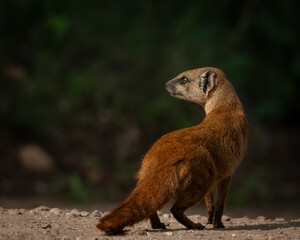 Yellow mongoose captured in a moment of stillness on a sunlit gravel path, with vivid amber eyes and a watchful expression. This image highlights the animal's alert posture and natural behavior, ideal