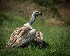 Several vultures gathered closely while feeding on a carcass hidden in tall green grass, captured in a raw and natural moment of scavenging behavior. This powerful wildlife scene illustrates the