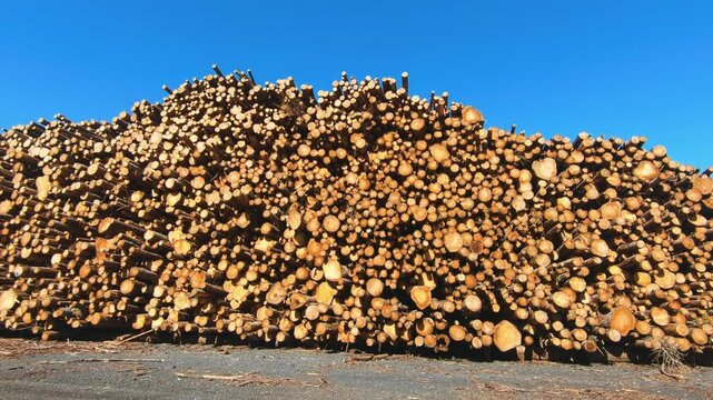 Large stack of freshly cut timber logs piled high at a lumber yard under clear blue skies. Natural wood texture, forestry industry and logging operations captured in bright daylight