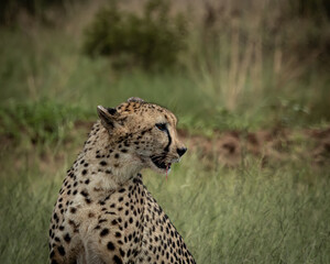 Wild cheetah lying in green grass next to a partially eaten carcass, alert and scanning the surroundings. This intense wildlife moment captures predator behavior in its natural habitat, ideal for use