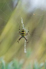 Eine große Wespenspinne in ihrem Spinnennetz
