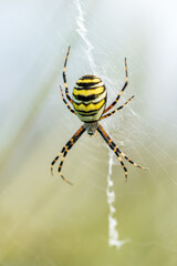 Eine große Wespenspinne in ihrem Spinnennetz