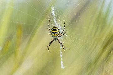 Eine große Wespenspinne in ihrem Spinnennetz