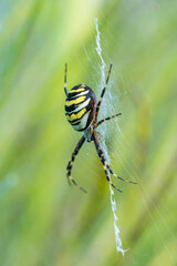 Eine große Wespenspinne in ihrem Spinnennetz