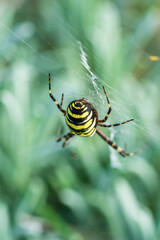 Eine große Wespenspinne in ihrem Spinnennetz