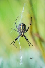 Eine große Wespenspinne in ihrem Spinnennetz