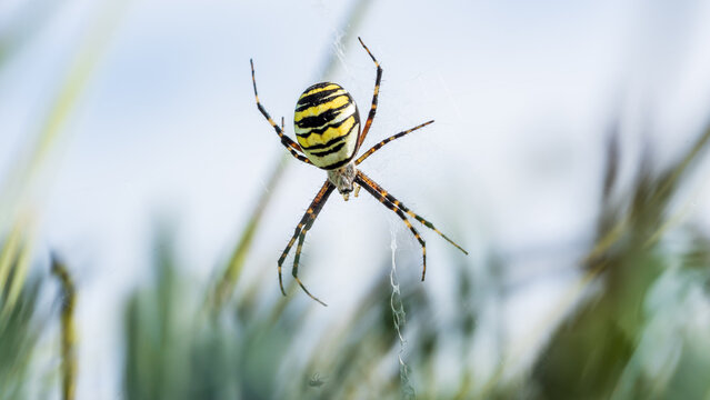 Eine große Wespenspinne in ihrem Spinnennetz