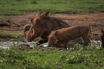 Adult warthog and young piglet seen quenching their thirst at a muddy waterhole in the wild. The animals are partially covered in mud, emphasizing natural behavior and life in the African savanna