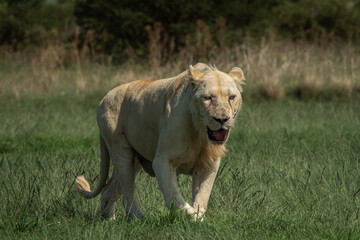 Side view of a lioness walking alertly through green grass, mouth slightly open and eyes fixed ahead. Captured in natural light, this image conveys strength, purpose, and raw wildlife energy. Ideal