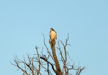 Red-tailed Hawk (Buteo jamaicensis) Perched Of Top Of Tree