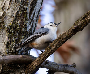 Close Up Portrait Of White-breasted Nuthatch (Sitta carolinensis)
