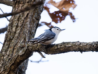 White-breasted Nuthatch (Sitta carolinensis) Perched On Tree