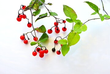 Solanum lyratum (Japanese name Hiyodori-jogo) berries. Solanaceae perennial vine. White flowers...