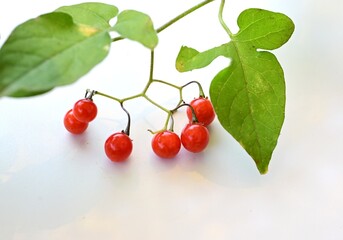 Solanum lyratum (Japanese name Hiyodori-jogo) berries. Solanaceae perennial vine. White flowers...