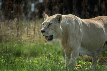 Side view of a lioness walking alertly through green grass, mouth slightly open and eyes fixed ahead. Captured in natural light, this image conveys strength, purpose, and raw wildlife energy. Ideal