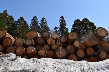切り出された杉の丸太 降雪風景