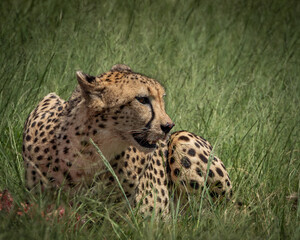 Wild cheetah lying in green grass next to a partially eaten carcass, alert and scanning the surroundings. This intense wildlife moment captures predator behavior in its natural habitat, ideal for use