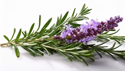 Fototapeta premium A Single Sprig Of Fresh Rosemary With Delicate Purple Flowers Isolate On White Background