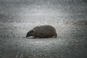 A European hedgehog (Erinaceus europaeus) walking on the asphalt perpendicular to the camera lens.
